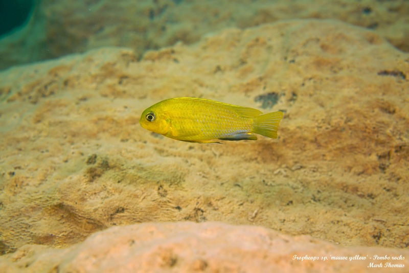 Tropheops sp. 'mauve yellow' Pombo Rocks